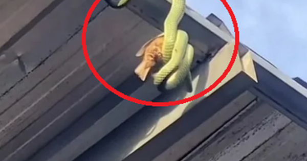 Nhìn lên mái nhà, chủ nhà sốc nặng khi thấy cảnh tượng đáng sợ avatar1748575579501 1748575579838377930058 0 71 315 575 crop 17485755924711853791348png