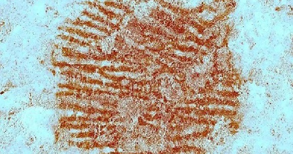 Bí ẩn dấu vân tay đỏ và “chân dung tự họa” của người khác loài avatar1748594164363 17485941647841188606677 0 37 315 541 crop 1748594232904827662496jpg