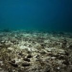 Không phải dầu mỏ, châu Âu phát hiện kho báu ‘vô hạn’ ở đại dương, tiềm năng khai thác tới 45.000 tấn/năm, định hình lại bản đồ năng lượng sạch toàn cầu avatar1748601941167 1748601941458213335731jpg