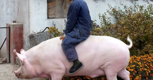 Chuyện lạ ở Trung Quốc: Nông dân nuôi lợn khổng lồ nặng 500kg, bằng một con gấu bắc cực để hy vọng lợi nhuận tăng avatar1748758999789 1748759000399738540906png