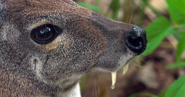 Lần theo hình ảnh camera hồng ngoại, kỹ sư bảo tồn hân hoan tìm thấy phân loài mới chưa được phát hiện avatar1748938773055 17489387733371337453190jpg