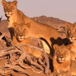 Nhà từ thiện giàu có bị sư tử vồ chết tại khu nghỉ dưỡng ở châu Phi avatar1748955243275 1748955243624311883076png