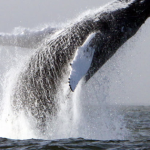 “Không còn gì để ngắm”: Công ty tour ngắm cá voi đóng cửa sau 25 năm, hệ sinh thái biển Ireland đang bên bờ sụp đổ? avatar1748997991126 17489979914191623828840png