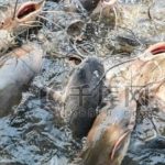 Phóng sinh hơn 12 tấn cá dữ gây thảm họa, người phụ nữ phải hầu tòa avatar1749088013844 1749088014051969559870 0 71 269 502 crop 1749088032461177878095jpg