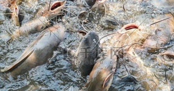 Phóng sinh hơn 12 tấn cá dữ gây thảm họa, người phụ nữ phải hầu tòa avatar1749088013844 1749088014051969559870 0 71 269 502 crop 1749088032461177878095jpg