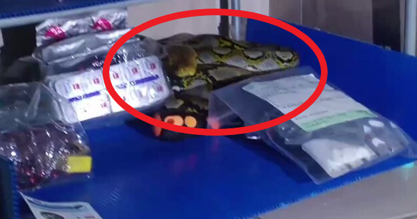 Trời nóng nên để cửa mở rồi đi ngủ cho mát, 3 giờ sáng cặp đôi tỉnh dậy phát hiện cảnh tượng đáng sợ avatar1749191951893 17491919522531464459684 0 29 394 659 crop 17491919687111159006208png