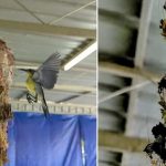 Ngó vào tổ chim, người đàn ông sửng sốt tìm thấy vàng: Chuyện xảy ra sau đó khiến anh day dứt không thôi avatar1749367900624 17493679008181115483089jpg