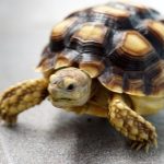 Rùa rơi trúng đầu khiến đứa trẻ tử vong, chủ vật nuôi phải bồi thường 4,6 tỷ đồng avatar1749694153398 17496941538121907240422jpg