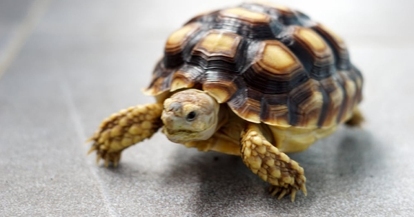 Rùa rơi trúng đầu khiến đứa trẻ tử vong, chủ vật nuôi phải bồi thường 4,6 tỷ đồng avatar1749694153398 17496941538121907240422jpg