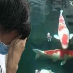 Chi tiền khủng cải tạo tầng hầm chung cư thành ao cá Koi, người đàn ông bị hàng xóm kiện ra tòa: “Anh không được làm thế” avatar1750672666222 1750672666533116944174 68 0 1268 1920 crop 1750672681468990489335jpg