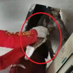 Nghe thấy tiếng động bí ẩn, gia chủ tưởng là chuột nhưng khi trần nhà sụp xuống thì vội gọi cứu hộ avatar1750758275698 1750758276040240698486png