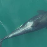 Sốc: Cá voi sát thủ biết chế tạo công cụ để "tẩy tế bào chết" avatar1750824998765 1750824999124137516371 0 94 315 598 crop 17508250164601365087293jpg