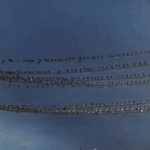 Hàng nghìn con chim đen phủ kín trụ điện ở Nhật Bản: Hiện tượng thiên nhiên hay lời cảnh báo? avatar1751252898381 17512528989281515322056gifpng