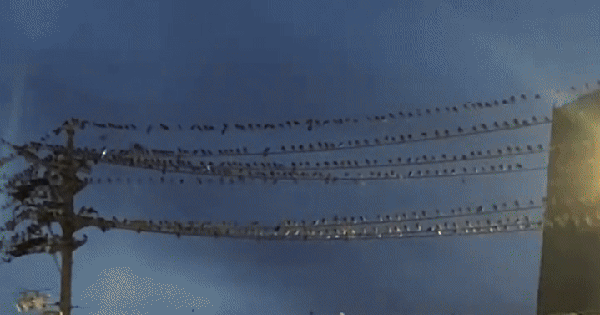 Hàng nghìn con chim đen phủ kín trụ điện ở Nhật Bản: Hiện tượng thiên nhiên hay lời cảnh báo? avatar1751252898381 17512528989281515322056gifpng