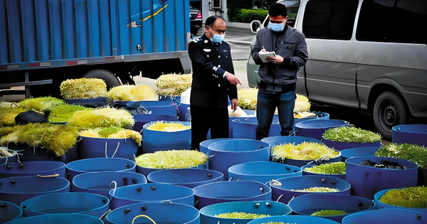 Theo dõi căn nhà chỉ sáng đèn vào 4h sáng, triệt phá xưởng ủ giá đỗ bằng hóa chất độc hại: Tịch thu 2,5 tấn giá chuẩn bị bán cho siêu thị, nhà hàng avatar1751677141791 1751677142171599802893png