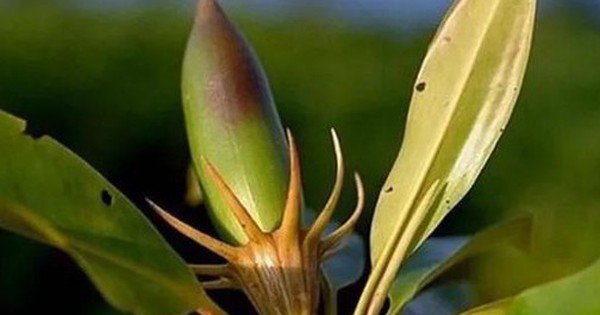 Loài cây kỳ lạ bậc nhất thế giới, có thể "sinh con" như động vật, Việt Nam cũng có avatar1751721233486 1751721233834248456080 0 22 315 526 crop 1751721256141625686303jpg