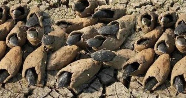 Loài cá duy nhất trên thế giới có thể sống 5 năm không cần nước avatar1751857368127 175185736859350257898jpg