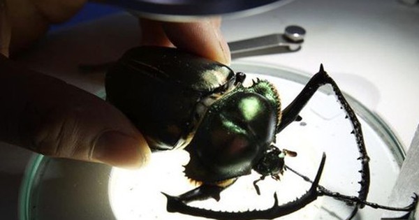 Nhóm học sinh tìm thấy loài côn trùng quý hiếm bậc nhất thế giới, giá hơn 3 tỷ đồng/con avatar1751880321702 1751880321901365929404 0 47 315 551 crop 17518803344501558941820jpg