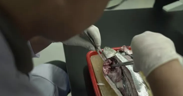 Người dân Đông Nam Á dễ nhiễm vi nhựa nhất thế giới, vì một lý do! avatar1751883308186 17518833084821203905498png