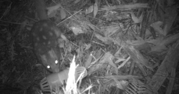 Loài vật quý hiếm bậc nhất thế giới, tuyệt tích hơn 100 năm bất ngờ "tái xuất" avatar1751942439641 17519424400761331856419 0 23 315 527 crop 17519424546601016201230jpg