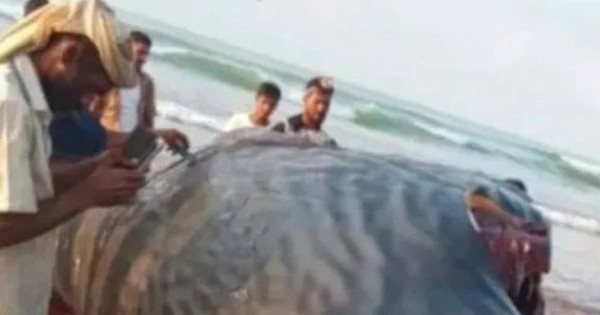 Mổ bụng cá, ngư dân sốc nặng khi tìm thấy thứ trị giá 39 tỷ đồng avatar1751946020250 1751946021171240356756 0 14 315 518 crop 17519460342791301674297jpg