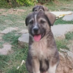 Tiếng sủa của chú chó cứu 67 người khỏi lũ quét sắp xóa sổ ngôi làng ở Ấn Độ avatar1752024013383 17520240138091895428596 0 82 277 525 crop 17520240353971894965706png