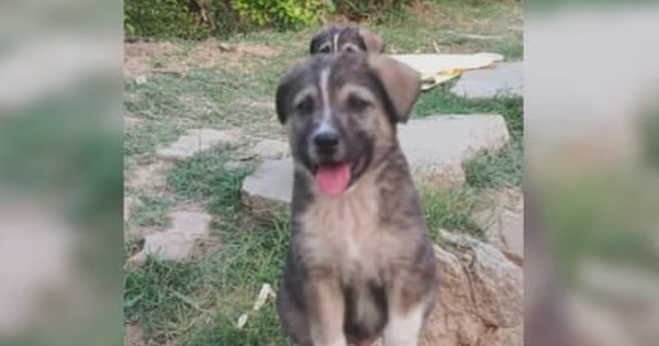 Tiếng sủa của chú chó cứu 67 người khỏi lũ quét sắp xóa sổ ngôi làng ở Ấn Độ avatar1752024013383 17520240138091895428596 0 82 277 525 crop 17520240353971894965706png