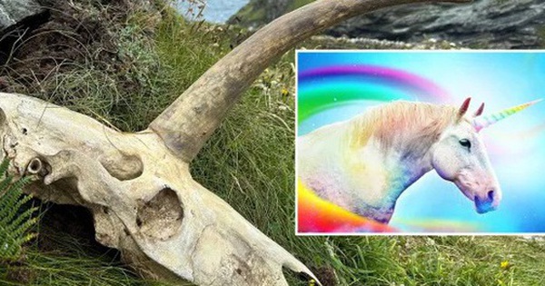 Phát hiện hộp sọ bí ẩn nghi là của sinh vật thần thoại kỳ lân avatar1752209243350 1752209243966218298549 0 68 315 572 crop 17522092614551077602805jpg