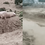 Cảnh tượng nghẹt thở trong trận lũ lịch sử tại Trung Quốc: Xe cộ, vật nuôi bị trôi như lá, hơn 10.000 người sơ tán avatar1752214014103 17522140144341079924396gifpng