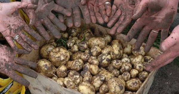 Loại củ đắt đỏ bậc nhất thế giới, giá 29 triệu đồng/kg, chỉ duy nhất một nơi có avatar1752283081972 17522830821541196669618jpg