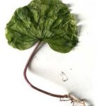 Loài cây quý hiếm bậc nhất thế giới, chỉ có duy nhất 1 lá trong đời, ở Việt Nam cũng có avatar1752408832571 17524088327362139103905 0 51 315 555 crop 1752408850162942659831jpg