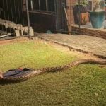 Nghe tiếng động lạ, đi kiểm tra, người đàn ông chứng kiến cảnh tượng nổi da gà avatar1752469746546 1752469746933103115447jpg