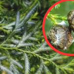 Loài cây quý hiếm bậc nhất thế giới, chỉ 2 quốc gia có, riêng Việt Nam sở hữu tới 1.000 cây avatar1752548270955 17525482713921163554794 0 96 315 600 crop 17525482853401545295107png