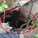 Người đàn ông khỏa thân nhảy xuống rồi mắc kẹt dưới cống, nhân viên cứu hộ đến giúp còn bị cắn vào tay avatar1752564335551 1752564335805298662500png