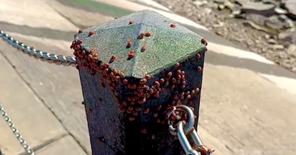 Người đi biển "trốn trong ô tô" khi nhìn thấy cảnh tượng đáng sợ avatar1752569612483 1752569613234641709545jpg