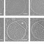 Phát hiện cấu trúc mới bí ẩn trong tế bào người avatar1752639539973 17526395406381843033028 0 9 315 513 crop 1752639559708859112455jpg