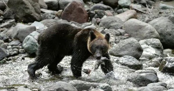 Nhật Bản ban bố tình trạng khẩn cấp vì gấu tấn công avatar1752671289812 17526712900581091981158jpg