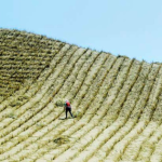 Trung Quốc ‘vỡ mộng’ với dự án ‘Vạn Lý Trường Thành xanh’: Tiêu tốn 8 tỷ USD, bất ngờ phát hiện ‘bảo bối’ chế ngự thiên nhiên lại gây dị ứng nghiêm trọng cho cả khu vực avatar1752805378592 1752805378980935859545png