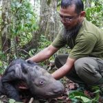 Loài vật quý hiếm bậc nhất hành tinh: Chỉ còn chưa đến 50 cá thể, Việt Nam từng là nơi sinh sống của chúng avatar1752822877598 1752822877751319949168jpg