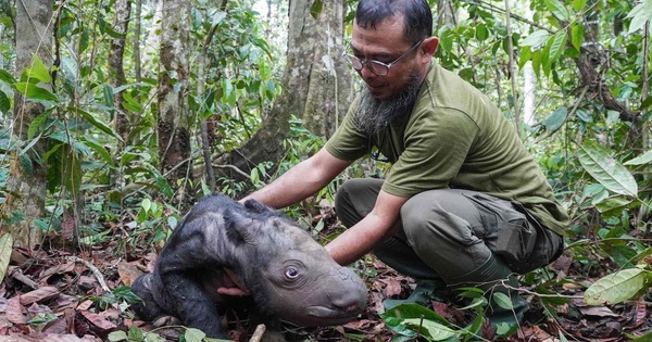 Loài vật quý hiếm bậc nhất hành tinh: Chỉ còn chưa đến 50 cá thể, Việt Nam từng là nơi sinh sống của chúng avatar1752822877598 1752822877751319949168jpg
