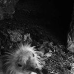 Loài vật quý hiếm bậc nhất thế giới, tuyệt chủng 153 năm bất ngờ "tái xuất" avatar1752920586328 17529205865051098936546 0 85 315 589 crop 1752920601171458655373jpg