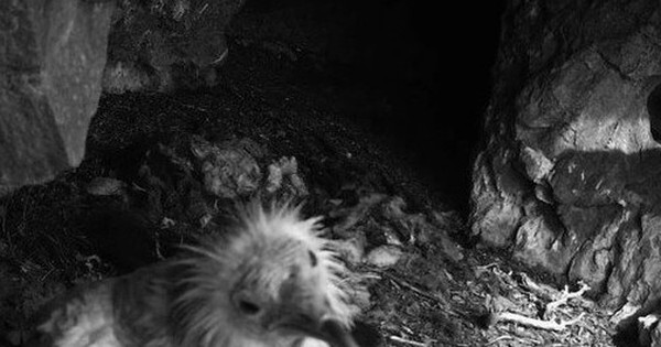 Loài vật quý hiếm bậc nhất thế giới, tuyệt chủng 153 năm bất ngờ "tái xuất" avatar1752920586328 17529205865051098936546 0 85 315 589 crop 1752920601171458655373jpg