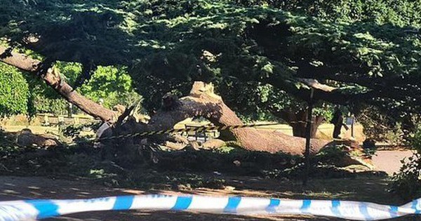 Bị cành cây rơi trúng người, bé gái 7 tuổi tử vong avatar1752941373413 1752941373923653332605 0 62 315 566 crop 1752941401041591690921jpg