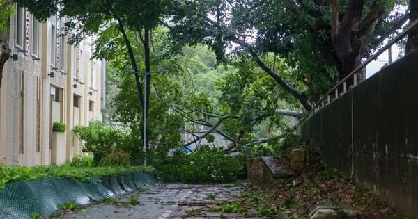 Bão Wipha khiến hơn 30 người bị thương ở Hong Kong (Trung Quốc), 3 người thiệt mạng ở Philippines avatar1753072721496 17530727220091079511491jpg