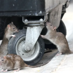 Khó tin: Người dân Anh khốn đốn vì chuột “to bằng mèo”, rác thải tràn lan, cửa nhà không dám mở avatar1753083594031 1753083594381820635897png