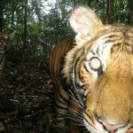 Loài vật quý hiếm bậc nhất hành tinh: Còn chưa đến 150 cá thể hoang dã, "cực kỳ nhút nhát" avatar1753173950252 175317395076997995203 73 0 534 737 crop 1753173991088417062844jpg