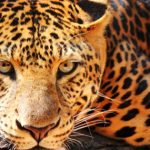 Loài vật quý hiếm còn chưa đến 100 con trong tự nhiên, mỗi cá thể có một đặc điểm độc nhất vô nhị avatar1753429430667 17534294317811172432777jpg