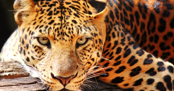 Loài vật quý hiếm còn chưa đến 100 con trong tự nhiên, mỗi cá thể có một đặc điểm độc nhất vô nhị avatar1753429430667 17534294317811172432777jpg