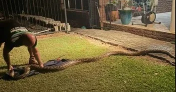 Nhìn ra ngoài sân, người dân bắt gặp cảnh tượng đáng sợ avatar1753524414007 17535244143821185321072png