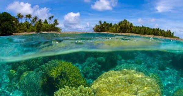 “Kho báu đại dương” Blue Carbon giúp giảm phát thải, phục hồi hệ sinh thái avatar1753578846164 17535788466011187812483 0 157 549 1036 crop 1753578864353440048711jpg